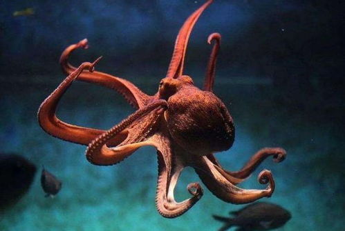 被囚禁在嬰兒軀殼中的34歲靈魂 為何永不衰老？